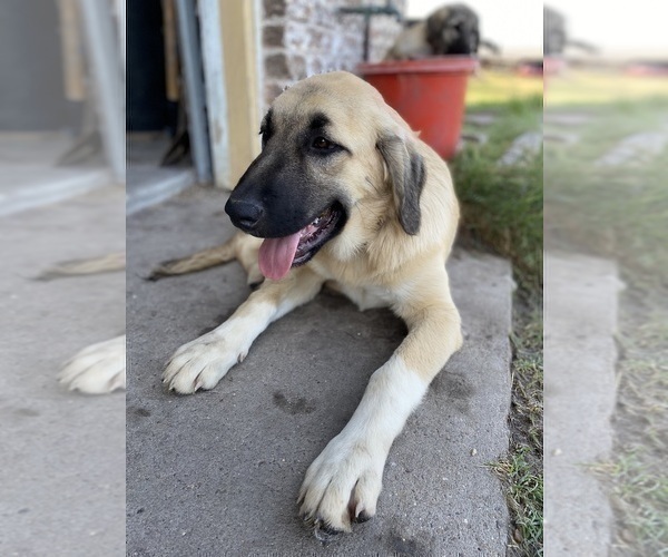 Medium Photo #14 Anatolian Shepherd Puppy For Sale in ROBSTOWN, TX, USA