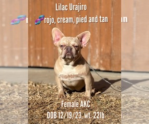 French Bulldog Puppy for sale in OJAI, CA, USA