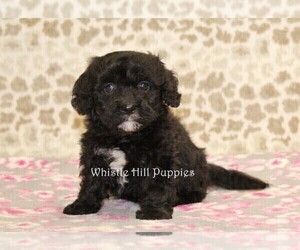 Cavachon Puppy for sale in DENVER, PA, USA