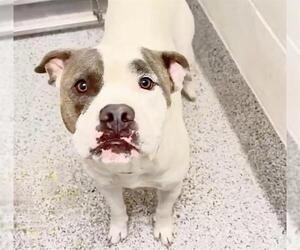 Mutt Dogs for adoption in Houston, TX, USA