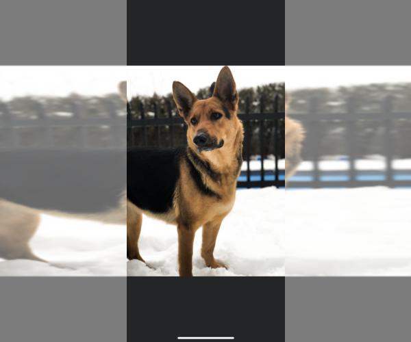 Medium Photo #1 German Shepherd Dog Puppy For Sale in LIBERTY, NY, USA