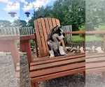 Small #5 Siberian Husky
