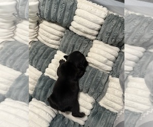 French Bulldog Puppy for sale in OPP, AL, USA