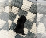 Small French Bulldog