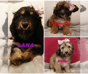 Doxiepoo (Miniature) Puppy for Sale in BURLINGTON, Massachusetts USA