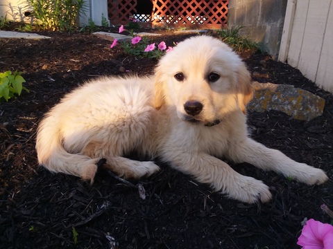 Medium Photo #1 Golden Retriever Puppy For Sale in CANTRIL, IA, USA