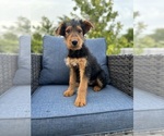 Small #4 Airedale Terrier