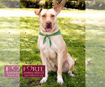 Small #2 Labrador Retriever-Pharaoh Hound Mix