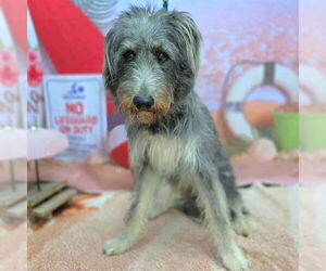 Irish Wolfhound Dogs for adoption in Long Beach, CA, USA