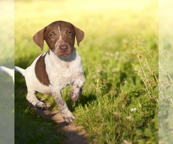 Medium Photo #1 Lab-Pointer Puppy For Sale in Vail, AZ, USA