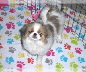 Japanese Chin Puppy for Sale in ORO VALLEY, Arizona USA