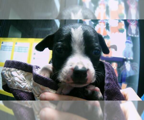 Medium Photo #1 Mutt Puppy For Sale in Tulsa, OK, USA