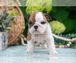 Small Photo #13 English Bulldog Puppy For Sale in MILLERSBURG, OH, USA