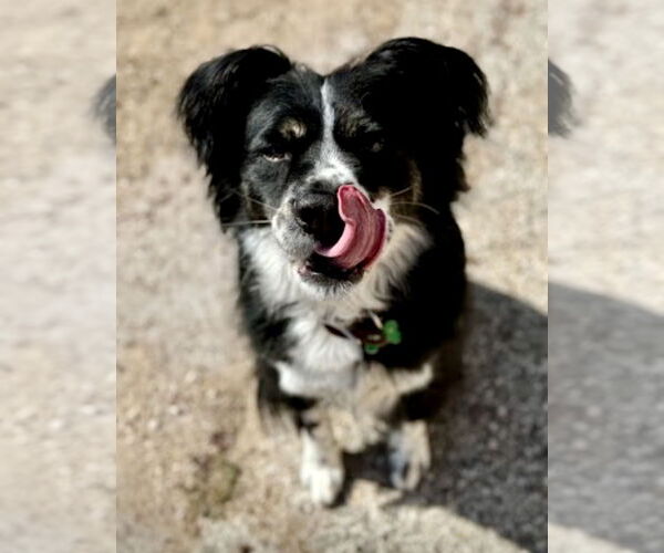 Medium Photo #18 Australian Shepherd-Unknown Mix Puppy For Sale in Houston, TX, USA