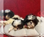 Small Photo #2 Shih Tzu Puppy For Sale in OCKLAWAHA, FL, USA