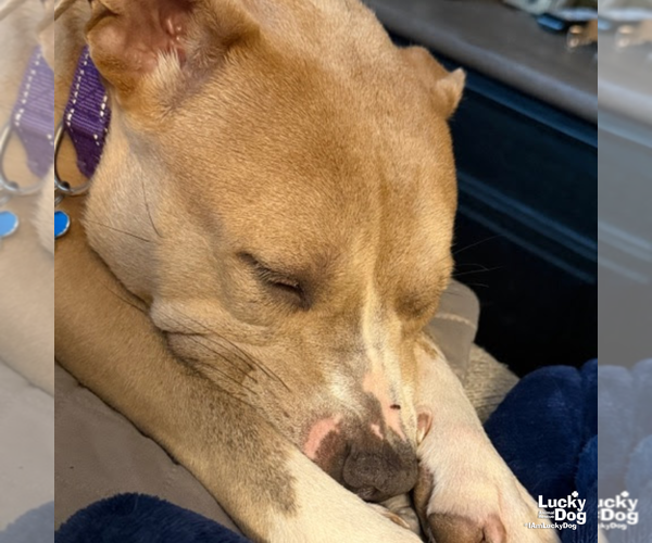 Medium Photo #9 Mutt Puppy For Sale in Washington, DC, USA