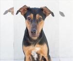 Small #2 Australian Kelpie-Doberman Pinscher Mix