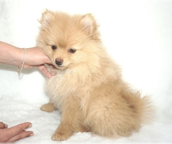 Medium Photo #5 Pomeranian Puppy For Sale in WEST BLOOMFIELD, MI, USA