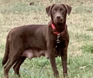 Mother of the Labrador Retriever puppies born on 02/28/2024