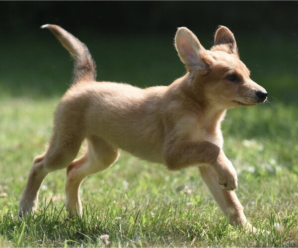 Medium Photo #7 Golden Retriever-Unknown Mix Puppy For Sale in Mechanicsburg, PA, USA