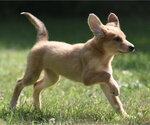 Small #6 Golden Retriever Mix