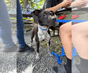 Jade - Female Retriever -Unknown Mix Dog for Adoption - Photo #2