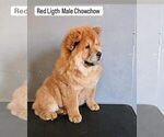 Image preview for Ad Listing. Nickname: Chowchow