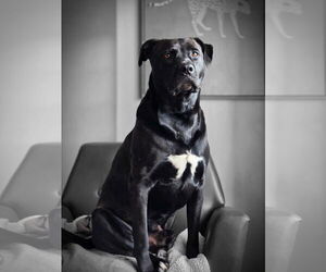 Mutt Dogs for adoption in Myrtle Beach, SC, USA