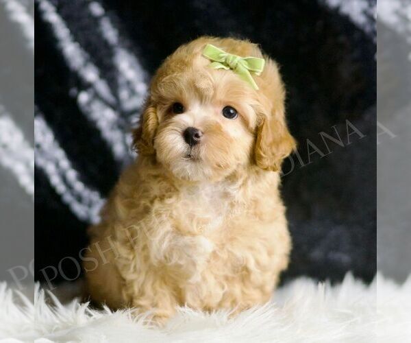 Medium Photo #1 Maltipoo (Miniature) Puppy For Sale in WARSAW, IN, USA