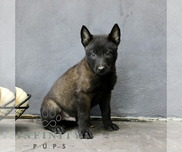 Medium Photo #2 Belgian Malinois Puppy For Sale in RONKS, PA, USA