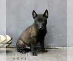Rover - Male Belgian Malinois Puppy for Sale - Photo #2