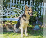 Small #1 German Shepherd Dog