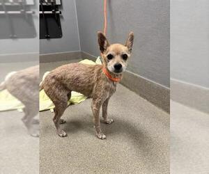 Chihuahua-Unknown Mix Dogs for adoption in Las Vegas, NV, USA