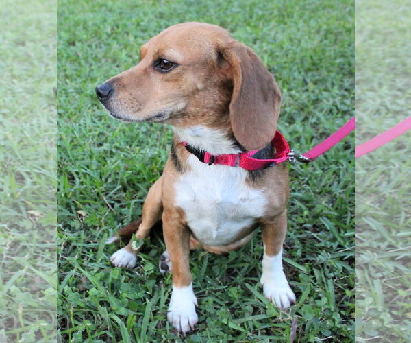 Medium Photo #11 Beagle Puppy For Sale in Dunnellon, FL, USA