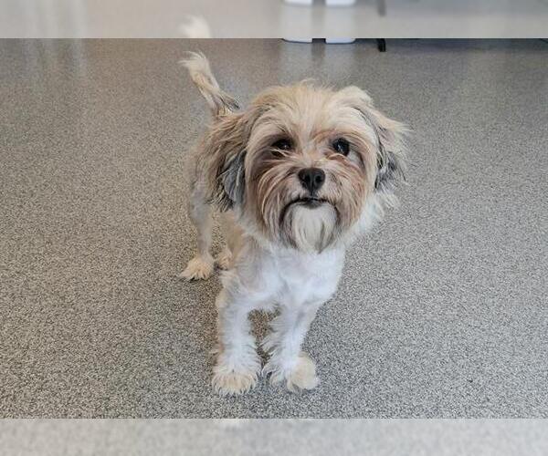 Medium Photo #1 Mutt Puppy For Sale in Orange, CA, USA