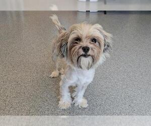 Mutt Dogs for adoption in Orange, CA, USA