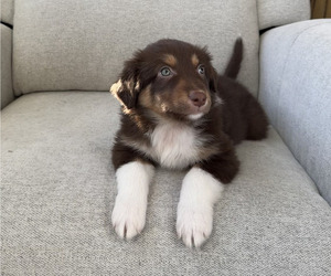 Medium Australian Shepherd