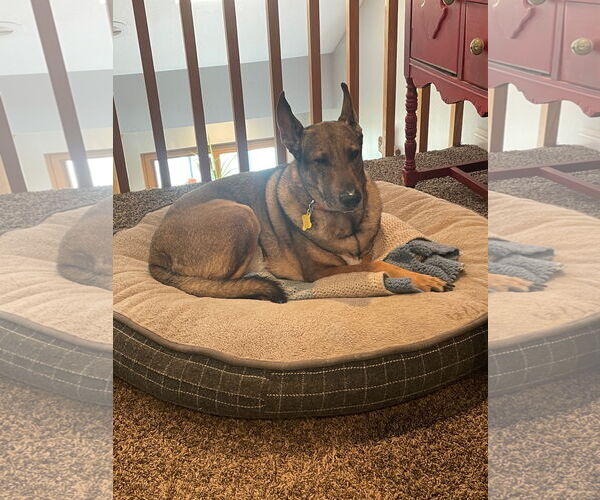 Medium Photo #13 Mutt Puppy For Sale in Sandy, UT, USA