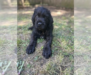 Cane Corso-Goldendoodle Mix Puppy for sale in TEMPLE HILLS, MD, USA
