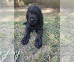 Small Photo #1 Cane Corso-Goldendoodle Mix Puppy For Sale in TEMPLE HILLS, MD, USA