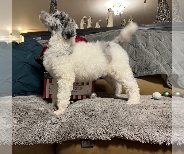 Medium Photo #7 Poodle (Standard) Puppy For Sale in HENRY, VA, USA