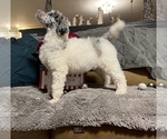 Small Photo #7 Poodle (Standard) Puppy For Sale in HENRY, VA, USA