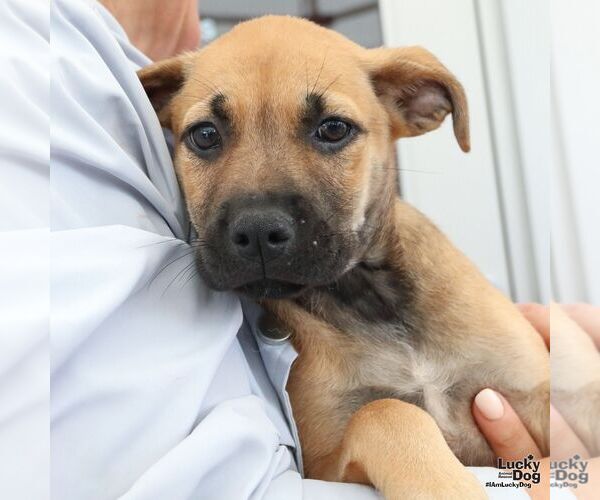 Medium Photo #3 Mutt Puppy For Sale in Washington, DC, USA