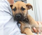 Small #2 Mutt