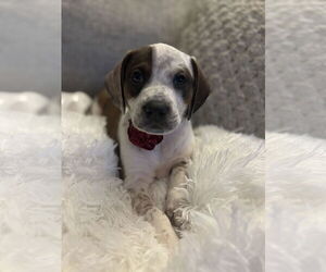 Boxador Dogs for adoption in Canal Winchester, OH, USA