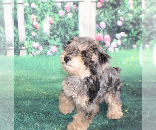 Medium Photo #7 Poodle (Miniature) Puppy For Sale in MIDDLEBURG, FL, USA