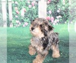 Small Photo #7 Poodle (Miniature) Puppy For Sale in MIDDLEBURG, FL, USA