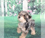 Small #6 Poodle (Miniature)