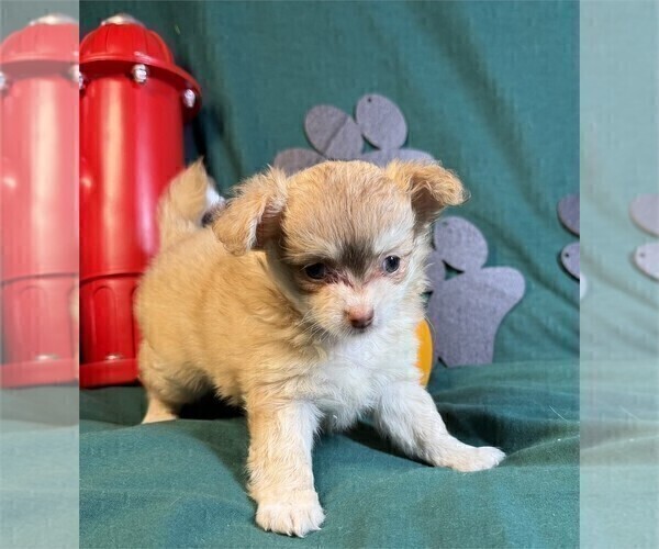 Medium Photo #17 Chihuahua Puppy For Sale in WEST PALM BEACH, FL, USA
