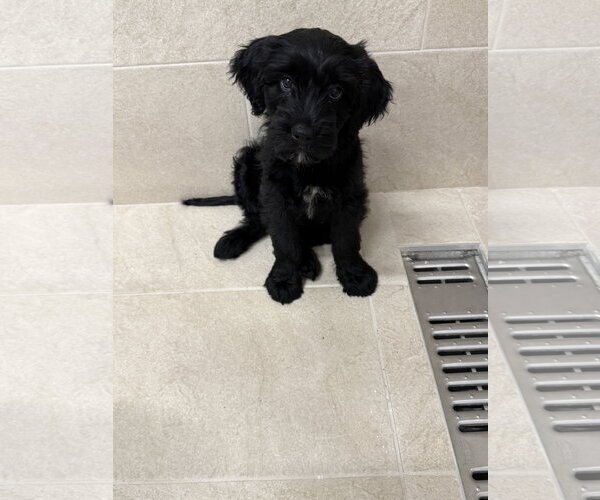 Medium Photo #1 Chowpoo Puppy For Sale in McDonough, GA, USA